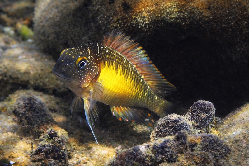 Tropheus moorii 'Mpulungu'